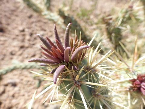 Image of Wiggins' cholla