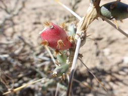 Image of Christmas Cactus