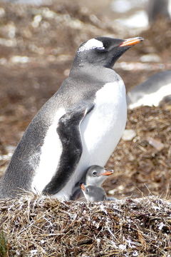 Image of Gentoo Penguin