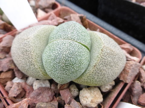 Imagem de Pleiospilos bolusii (Hook. fil.) N. E. Br.