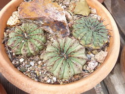 Plancia ëd <i>Gymnocalycium ochoterenae</i> ssp. <i>vatteri</i>