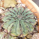 Plancia ëd <i>Gymnocalycium ochoterenae</i> ssp. <i>vatteri</i>