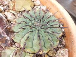 Plancia ëd <i>Gymnocalycium ochoterenae</i> ssp. <i>vatteri</i>