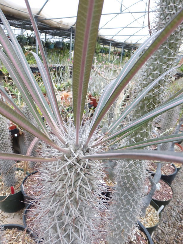 Image of Pachypodium geayi Costantin & Bois