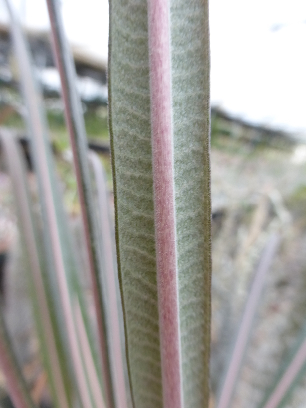 Image of Pachypodium geayi Costantin & Bois