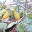 Sivun Kalanchoe bracteata S. Elliot kuva