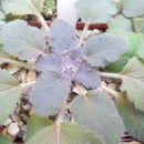 Image of Pelargonium punctatum (Andr.) Willd.