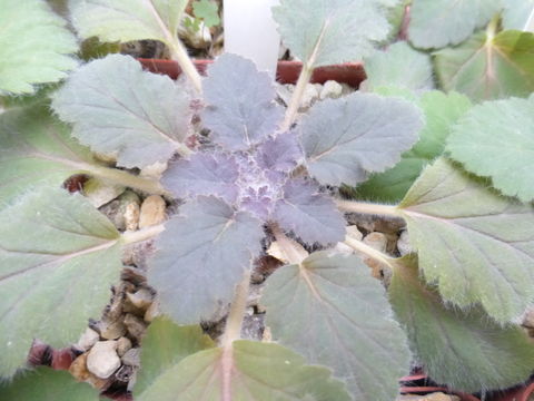 Image de Pelargonium punctatum (Andr.) Willd.