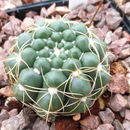 Plancia ëd Notocactus crassigibbus