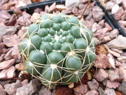 Image of Notocactus crassigibbus