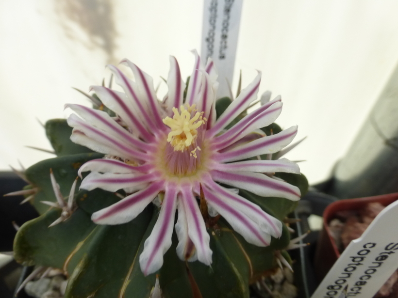 Image of Stenocactus coptonogonus (Lem.) A. Berger