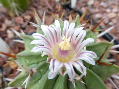 Image of Stenocactus coptonogonus (Lem.) A. Berger