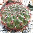Image of <i>Sulcorebutia mentosa</i>