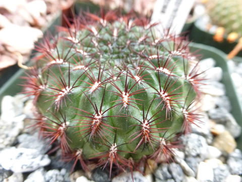 Image of <i>Sulcorebutia mentosa</i>