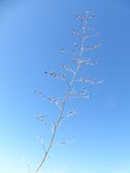 Image of California Figwort