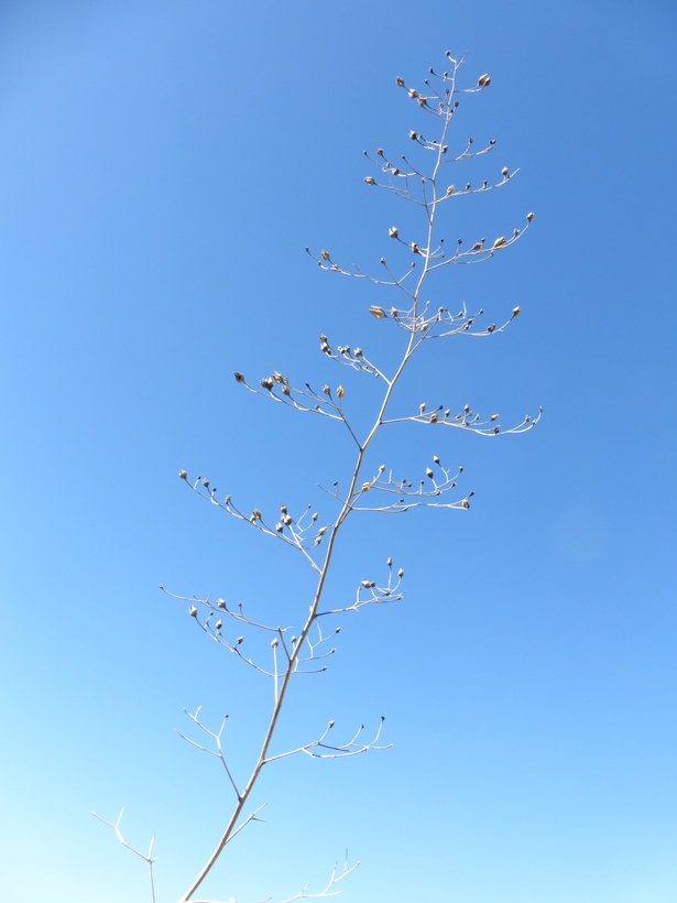 Image of California Figwort