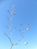 Image of California Figwort