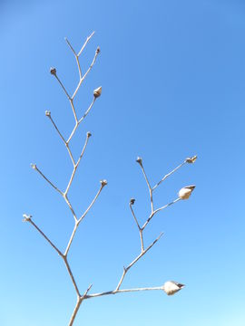 Scrophularia oregana Pennell resmi