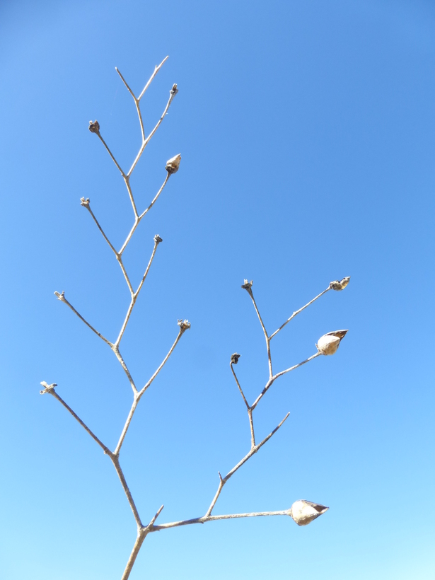 Scrophularia oregana Pennell resmi