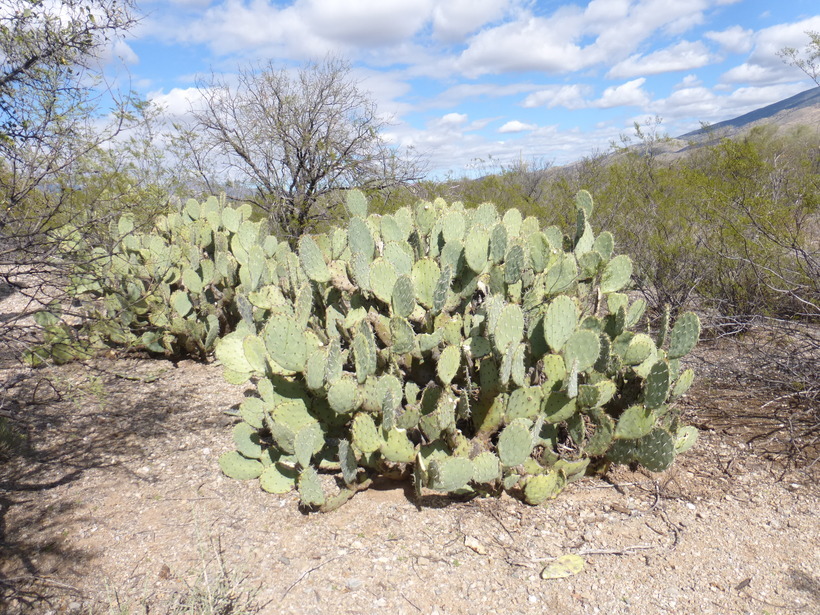 Image of Brownspine Pricklypear