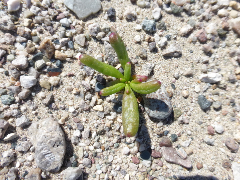 Image of desert pussypaws