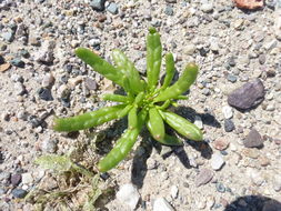 Image of desert pussypaws