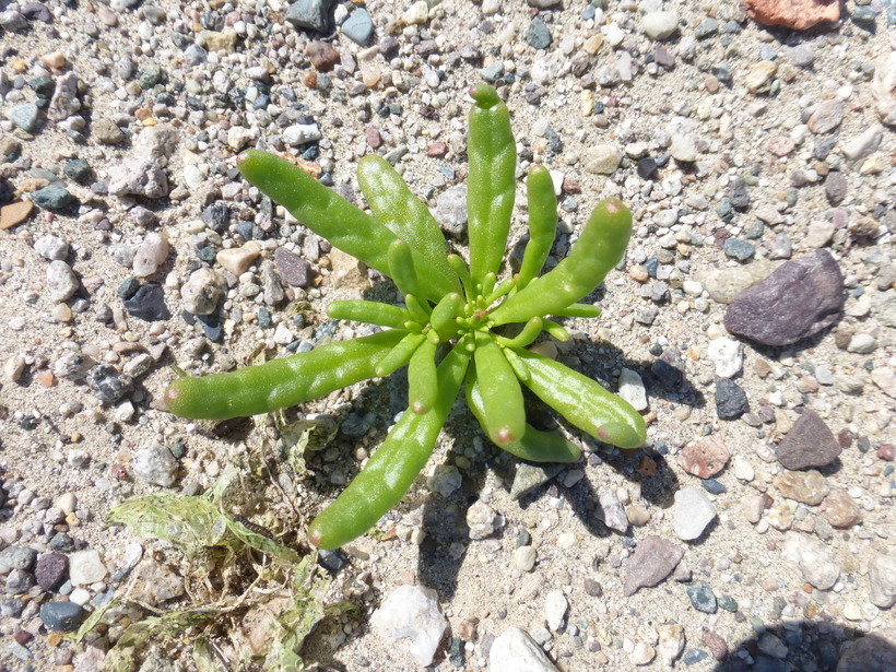 Image of desert pussypaws