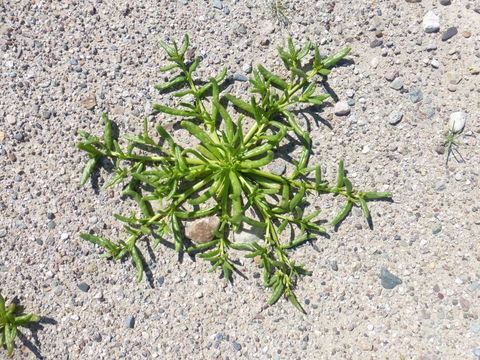 Image of desert pussypaws