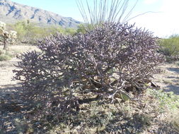 Image of Stag-horn Cholla