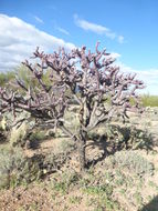 Image of Stag-horn Cholla