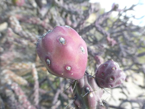 Image of Stag-horn Cholla