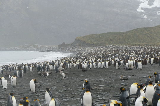 Image of King Penguin