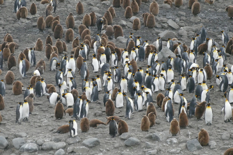 Image of King Penguin