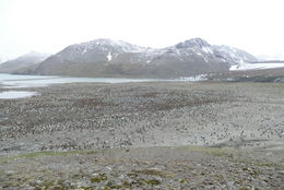 Image of King Penguin