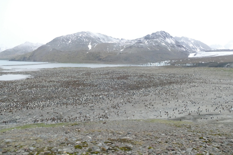 Image of King Penguin