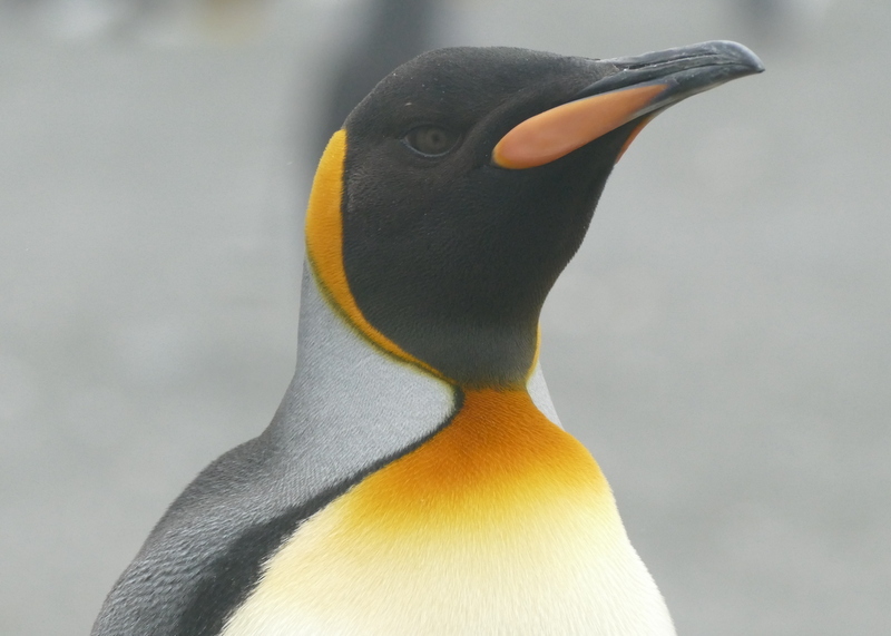 Image of King Penguin