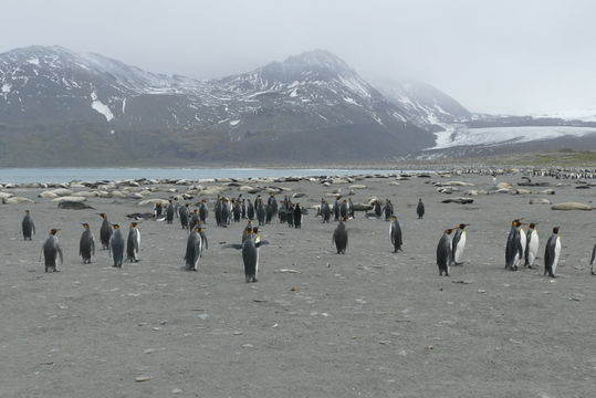 Image of King Penguin