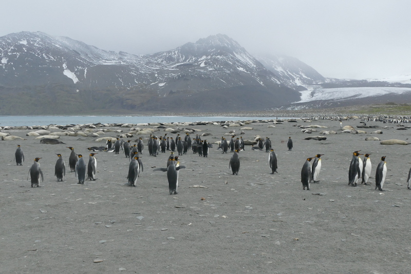 Image of King Penguin