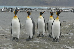 Image of King Penguin