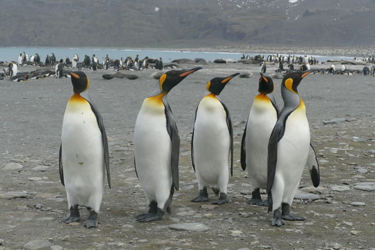 Image of King Penguin