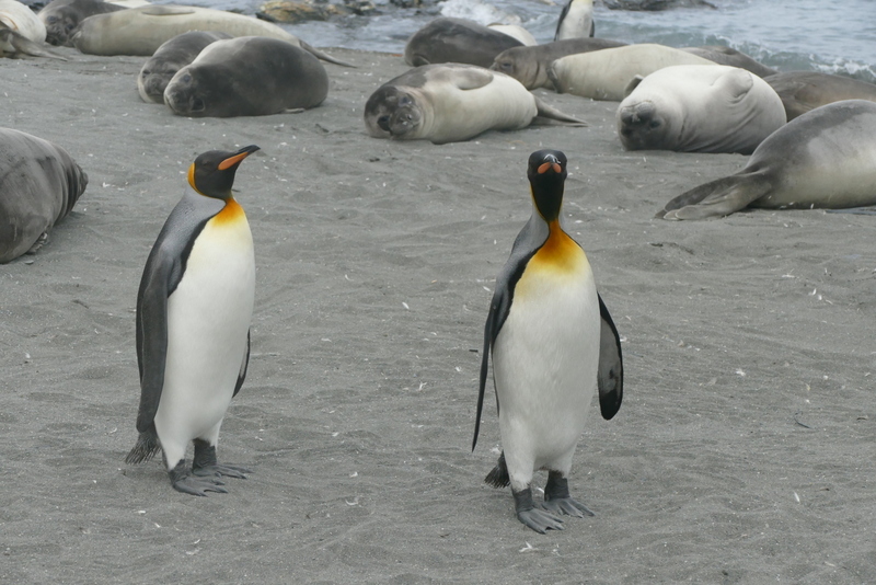 Image of King Penguin