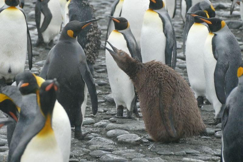 Image of King Penguin