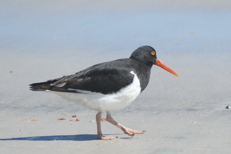 Image of Magellanic Oystercatcher