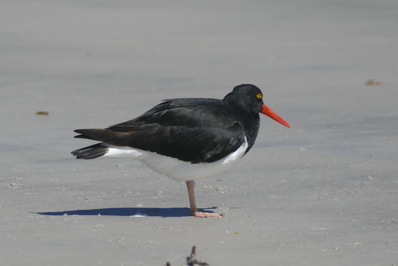 Image of Magellanic Oystercatcher