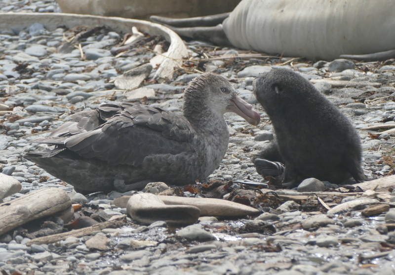 Image of Hall's Giant-Petrel