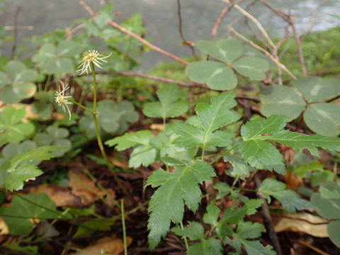 Image of Oregon goldthread