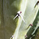 Image of Myrtillocactus cochal (Orcutt) Britton & Rose