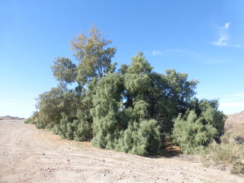 Image of Athel tamarisk