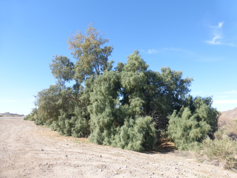 Plancia ëd Tamarix aphylla (L.) Karst.