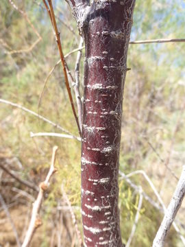 Plancia ëd Tamarix ramosissima Ledeb.